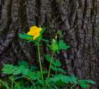 USA, Indiana, Carmel. Yellow wood poppy flower against tree trunk. Art Print
